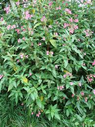 Attēlu rezultāti vaicājumam “Impatiens glandulifera flower”