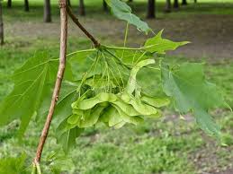 Attēlu rezultāti vaicājumam “Acer saccharinum fruit”