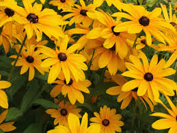 Attēlu rezultāti vaicājumam “Rudbeckia hirta var. hirta flower”