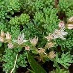 Attēlu rezultāti vaicājumam “Sedum pallidum”