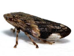 Attēlu rezultāti vaicājumam “Aphrophora nymph”