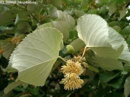 Attēlu rezultāti vaicājumam “Tilia tomentosa flower”
