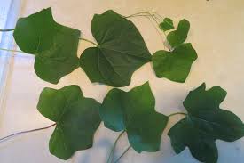 Attēlu rezultāti vaicājumam “Menispermum dauricum leaf”