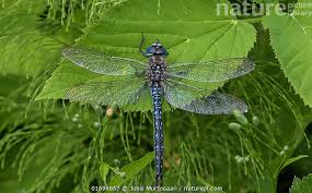 Attēlu rezultāti vaicājumam “Brachytron pratense”