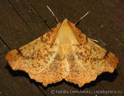 Attēlu rezultāti vaicājumam “Ennomos autumnaria”