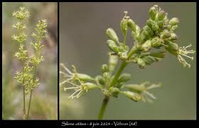 Attēlu rezultāti vaicājumam “Silene otites”