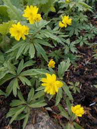 Attēlu rezultāti vaicājumam “Anemone ranunculoides flower”