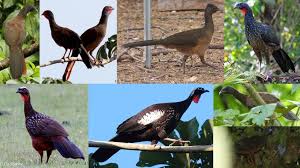 Attēlu rezultāti vaicājumam “Galliformes”