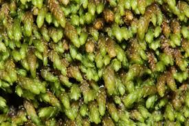 Attēlu rezultāti vaicājumam “Pterigynandrum filiforme”