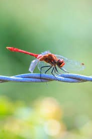 Attēlu rezultāti vaicājumam “Sympetrum sanguineum male”