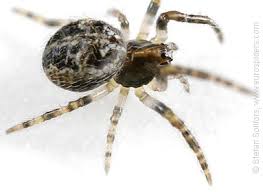 Attēlu rezultāti vaicājumam “Larinioides cornutus”