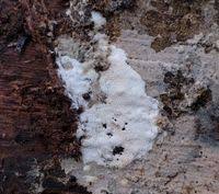 Attēlu rezultāti vaicājumam “Ceriporia viridans”