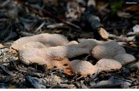 Image result for Fuligo septica