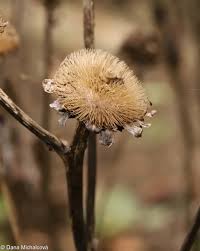 Attēlu rezultāti vaicājumam “Telekia speciosa flower”