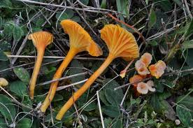 Attēlu rezultāti vaicājumam “Hygrocybe cantharellus”