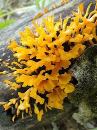 Attēlu rezultāti vaicājumam “Exidia saccharina”