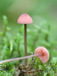 Attēlu rezultāti vaicājumam “Mycena rosella”