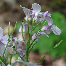 Attēlu rezultāti vaicājumam “Lunaria rediviva bud”