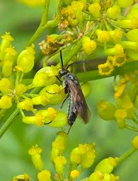 Attēlu rezultāti vaicājumam “Arge ustulata”