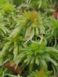 Attēlu rezultāti vaicājumam “Sphagnum angustifolium”