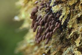 Attēlu rezultāti vaicājumam “Clastoderma debaryanum spores”