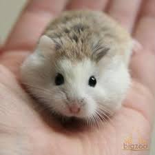 Image result for хомяк