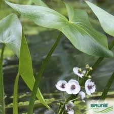 Attēlu rezultāti vaicājumam “Sagittaria sagittifolia leaf”