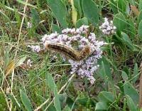 Attēlu rezultāti vaicājumam “Malacosoma castrensis larva”