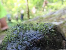 Attēlu rezultāti vaicājumam “Fissidens arnoldii”