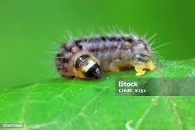 Attēlu rezultāti vaicājumam “Nematus salicis larva”