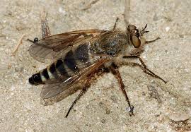 Attēlu rezultāti vaicājumam “Therevidae larva”