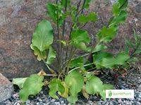 Attēlu rezultāti vaicājumam “Eryngium planum leaf”