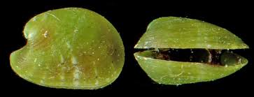 Attēlu rezultāti vaicājumam “Badhamia juliae macro”