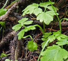 Attēlu rezultāti vaicājumam “Adoxa moschatellina leaf”