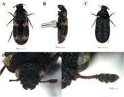 Attēlu rezultāti vaicājumam “Megatoma undata”
