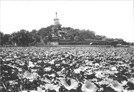 Attēlu rezultāti vaicājumam “Lotus sp. flower”