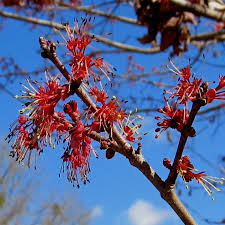 Attēlu rezultāti vaicājumam “Acer rufinerve flower”