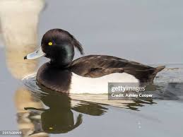 Attēlu rezultāti vaicājumam “Aythya fuligula male”