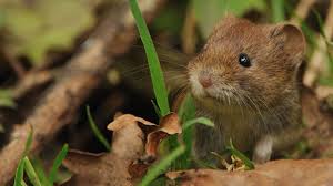 Attēlu rezultāti vaicājumam “Myodes glareolus”