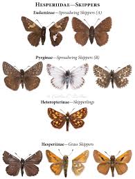 Attēlu rezultāti vaicājumam “Lepidoptera”