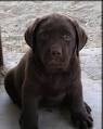 Chocolate Lab Puppies For Sale Lab Puppy Black Labrador Retriever ...