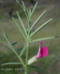 Attēlu rezultāti vaicājumam “Vicia angustifolia leaf”