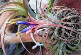 Image result for tillandsia umbellata