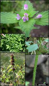 Attēlu rezultāti vaicājumam “Galeopsis tetrahit”