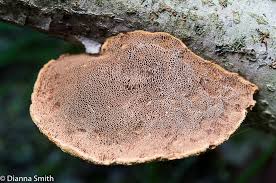 Attēlu rezultāti vaicājumam “Hapalopilus nidulans”