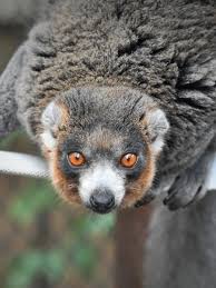 lemur ile ilgili görsel sonucu