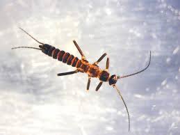 Attēlu rezultāti vaicājumam “Plecoptera”