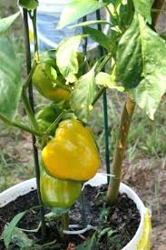 Afbeeldingsresultaat voor californian wonder golden sweet pepper