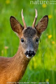 Attēlu rezultāti vaicājumam “Capreolus capreolus”