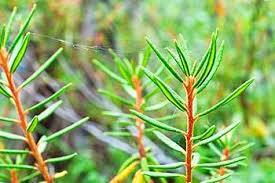 Attēlu rezultāti vaicājumam “Ledum palustre leaf”